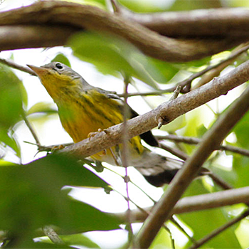 Magnolia Warbler
