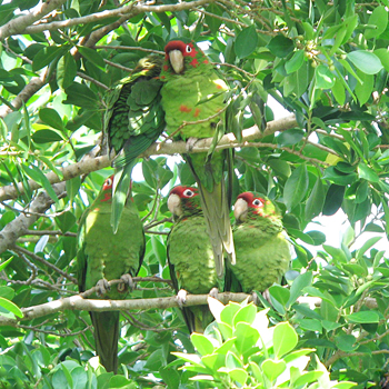 Mitred Parakeets