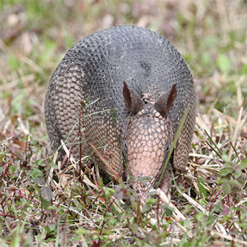 Nine-banded Armadillo