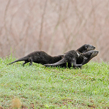North American River Otter