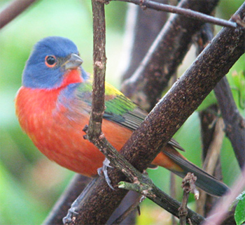 Painted Bunting