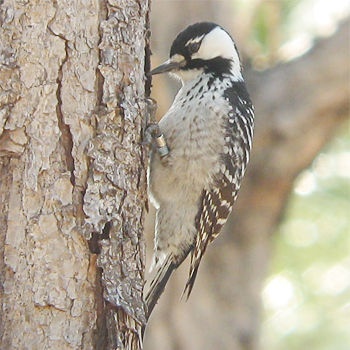 Red-cockaded Woodpecker