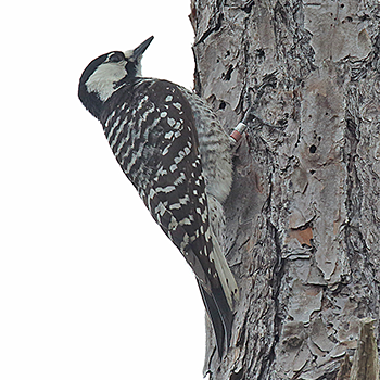 Red-cockaded Woodpecker