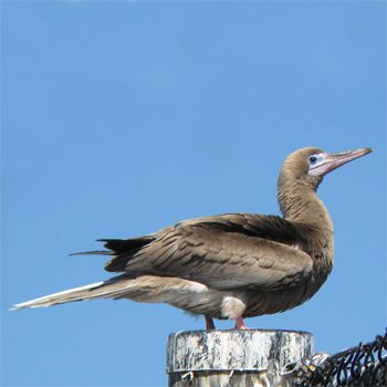 Red-footed Booby