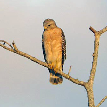 Red-shouldered Hawk