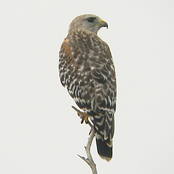 Red-shouldered Hawk