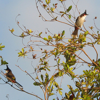 Red-whiskered Bulbuls