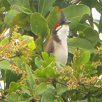 Red-whiskered Bulbul