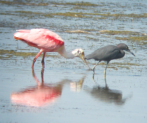Roseate Spoonbill and Little Blue Heron