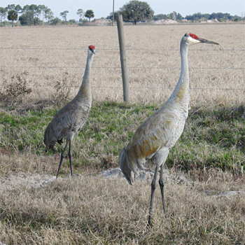 Sandhill Crane