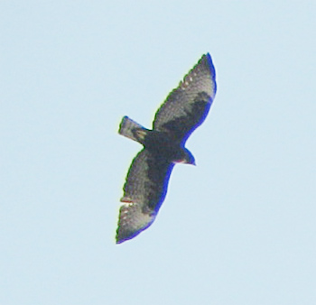 Short-tailed Hawk