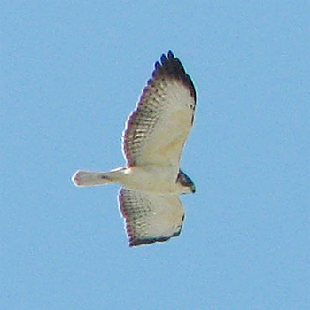 Short-tailed Hawk
