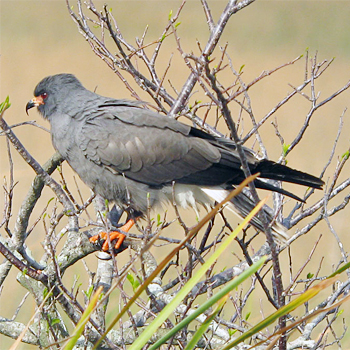 Snail Kite