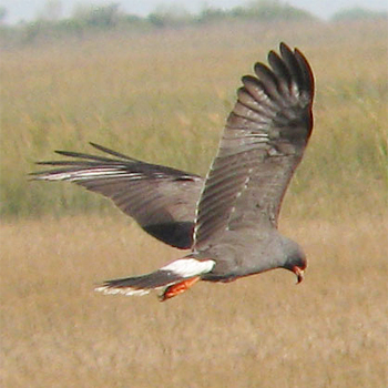 Snail Kite