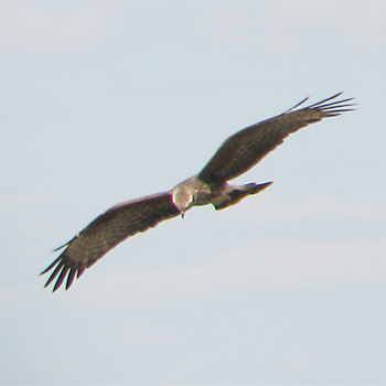 Snail Kite