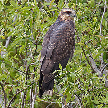 Snail Kite