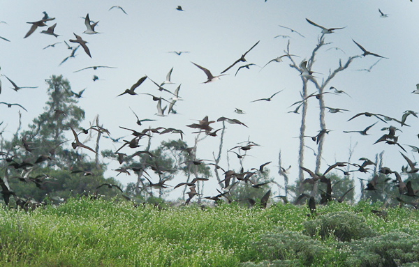 Sooty Terns and Brown Noddies