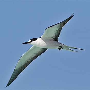 Sooty Tern