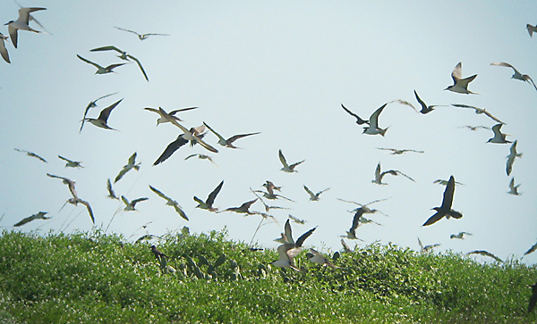 Sooty Terns
