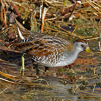 Sora