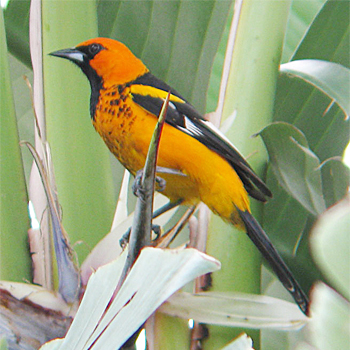 Spot-breasted Oriole