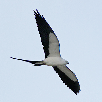 Swallow-tailed Kite