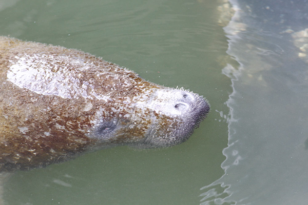 West Indian Manatee