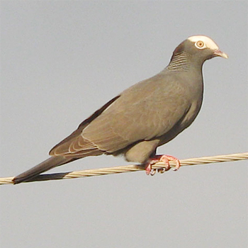 White-crowned Pigeon