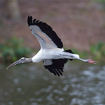 Wood Stork