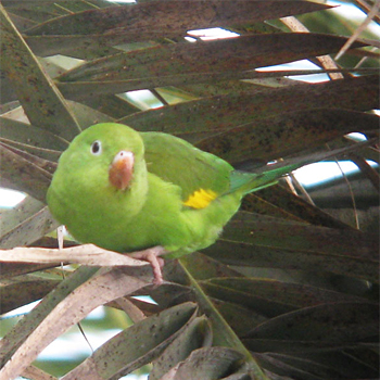 Yellow-chevroned Parakeet