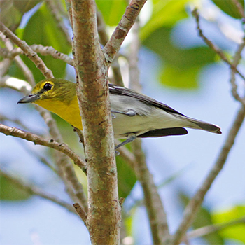 Yellow-throated Vireo