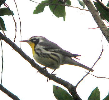 Yellow-throated Warbler