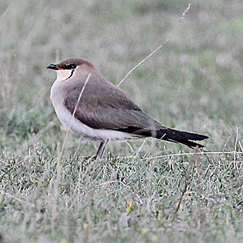 Black-winged Pratincole