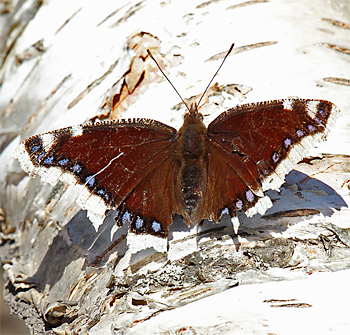 Camberwell Beauty
