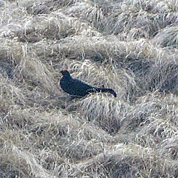 Caucasian Grouse