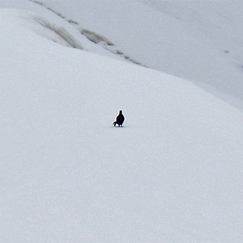 Caucasian Grouse