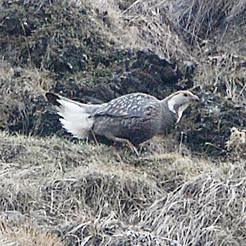 Caucasian Snowcock
