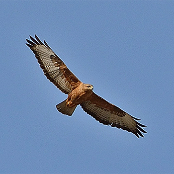 Common (Steppe) Buzzard