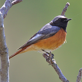 Common Redstart (<em>samamisicus</em>)