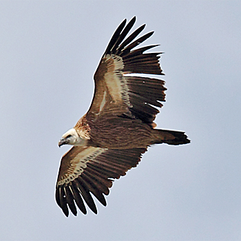 Eurasian Griffon