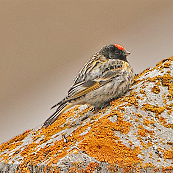 Fire-fronted Serin