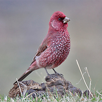 Great Rosefinch