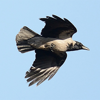 Hooded Crow