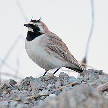 Horned Lark