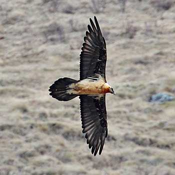 Bearded Vulture