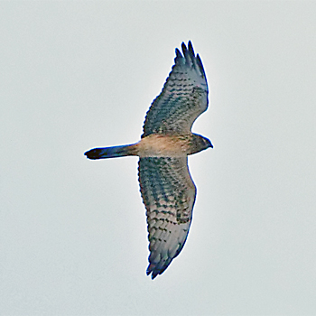 Pallid Harrier