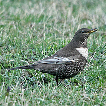 Ring Ouzel