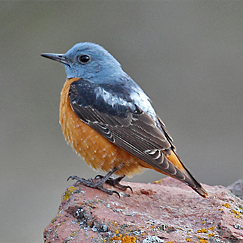 Rufous-tailed Rock-thrush