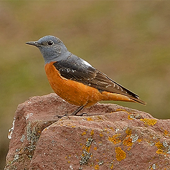 Rufous-tailed Rock-thrush