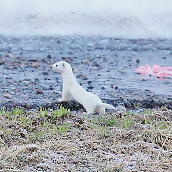 Stoat